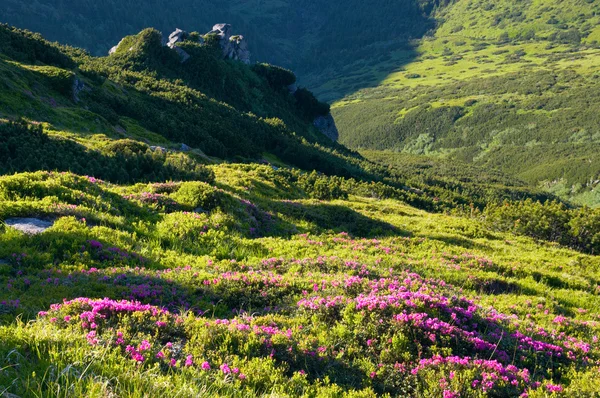 Mountain rhododendron blossoming — Stock Photo, Image