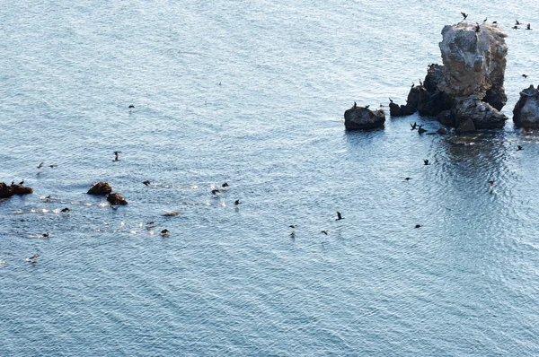 stock image Cormorants