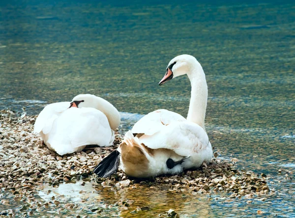 stock image Swans pair on summer lake