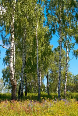 Birches in forest clipart
