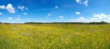 Summer meadow clipart