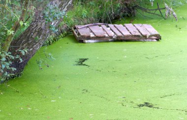 duckweed ile küçük su birikintisi