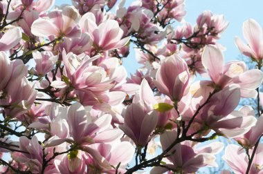 Magnolia-tree clipart