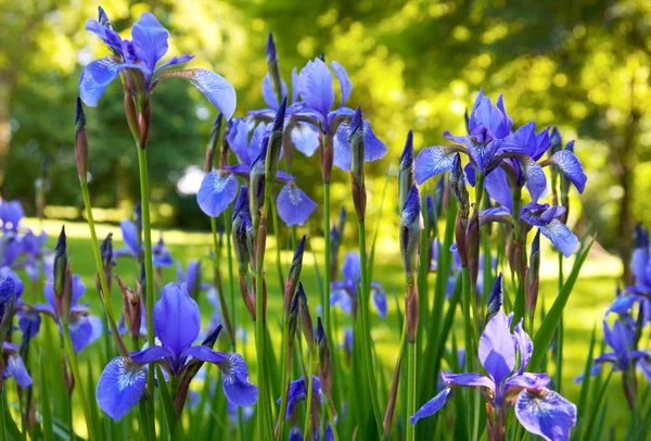 Flores de iris —  Fotos de Stock