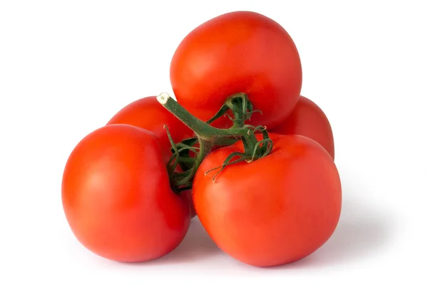 Branche de tomates — Photo