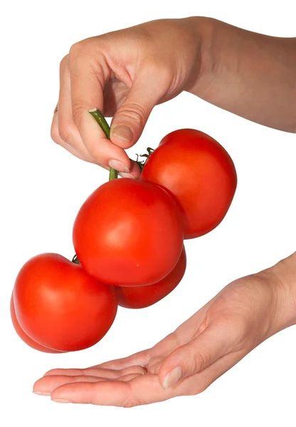 Bouquet de tomates à la main — Photo