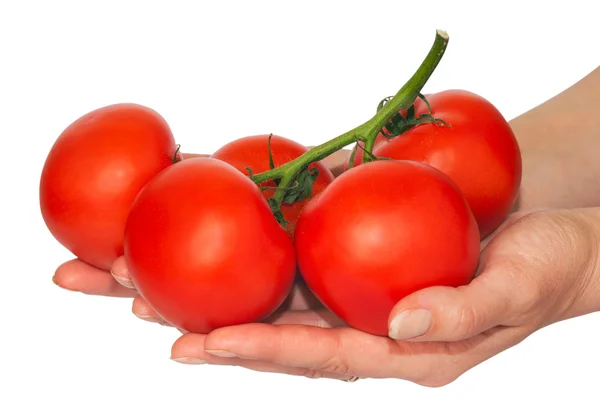 Tomates bouquet dans les mains — Photo