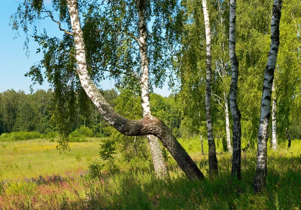 Orman ağaç — Stok fotoğraf