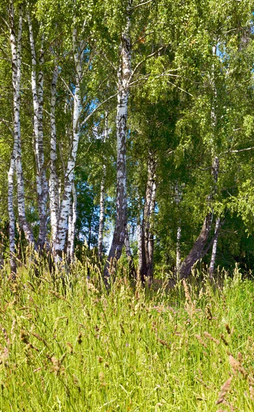 Birches in forest — Stock Photo, Image