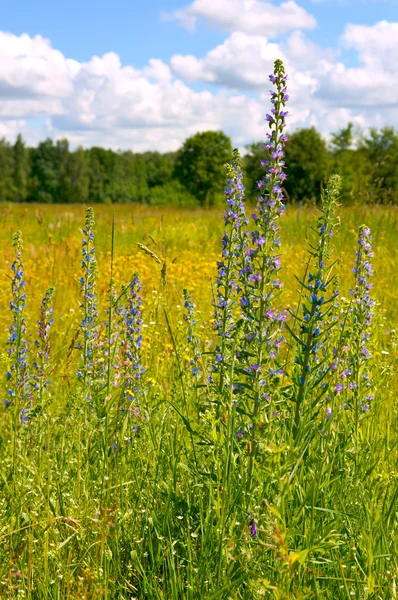 Zomer weide — Stockfoto