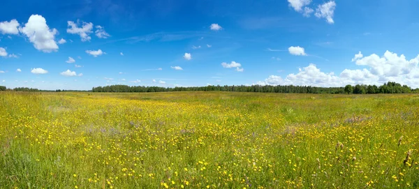 Lato łąka — Zdjęcie stockowe