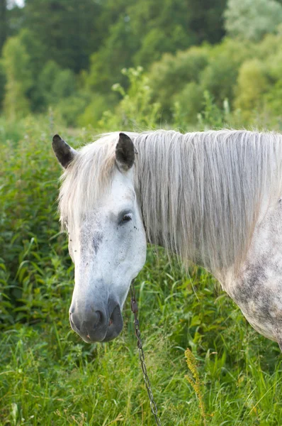 Лошадь на лугу — стоковое фото