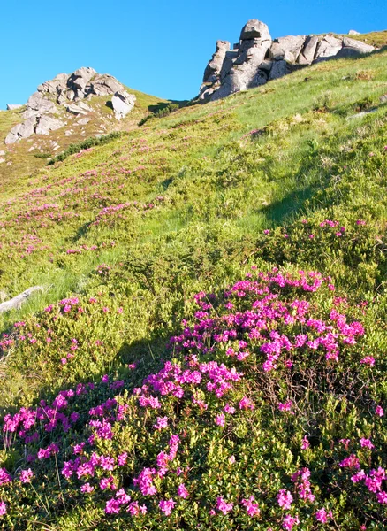 산 진달래 꽃 — 스톡 사진