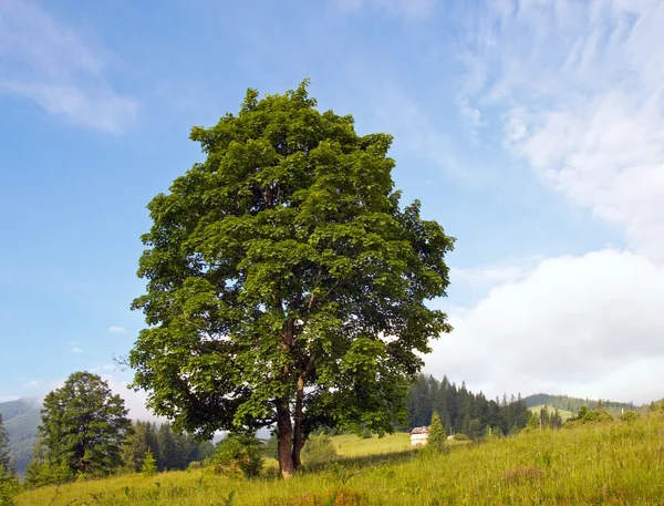 Одинокое дерево — стоковое фото