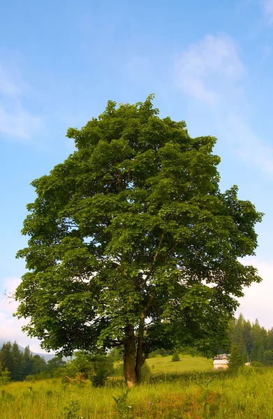 Ensamt träd — Stockfoto