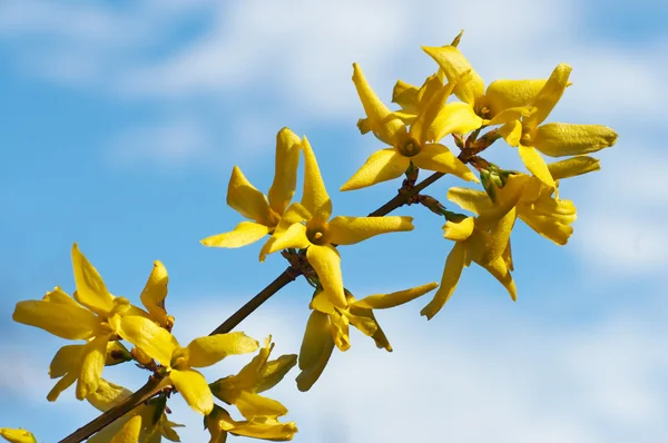 Gele bloemen (Forsythia) — Stockfoto