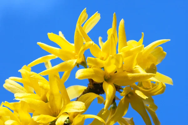 Желтые цветы (Forsythia ) — стоковое фото