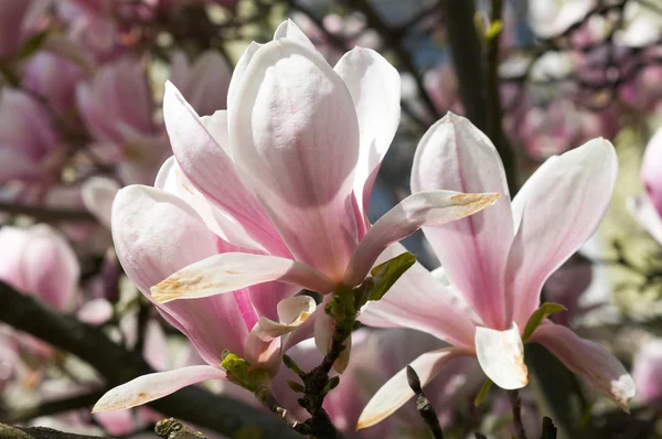 Δέντρο magnolia — Φωτογραφία Αρχείου