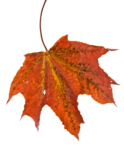 Mapple leaf — Stock Photo, Image