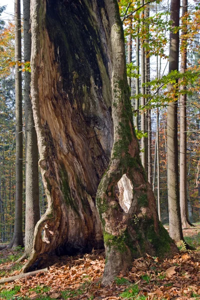 Içi boş olan ağaç — Stok fotoğraf