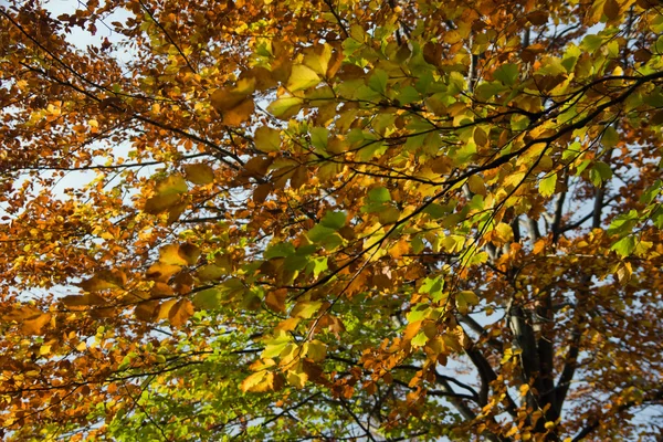 Буковая листва — стоковое фото