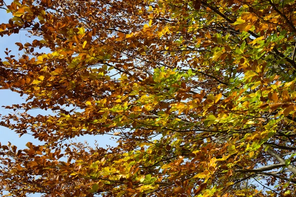 Буковая листва — стоковое фото