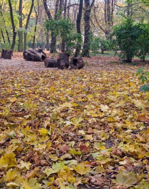 Sonbahar Parkı