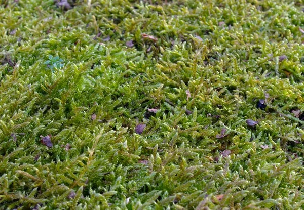 Moss. —  Fotos de Stock