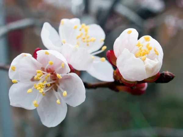 Abricot en fleurs — Photo
