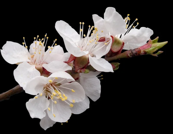 stock image Blossoming apricot