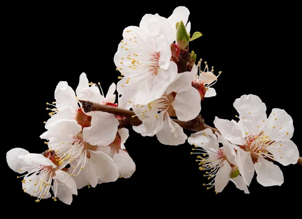 stock image Blossoming apricot