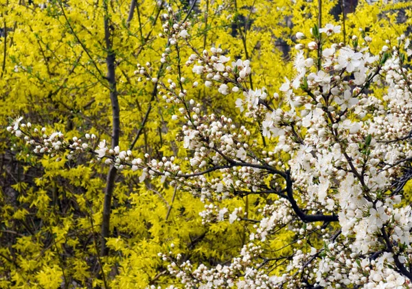 꽃이 만발한 나뭇가지 — 스톡 사진