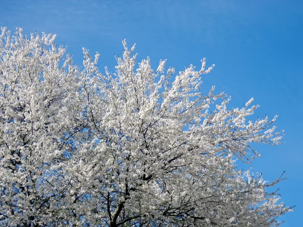 꽃피는 나무 — 스톡 사진
