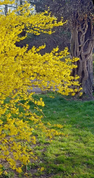 Yellow tree — Stock Photo, Image