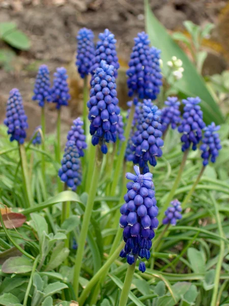 Μπλε λουλούδια — Φωτογραφία Αρχείου
