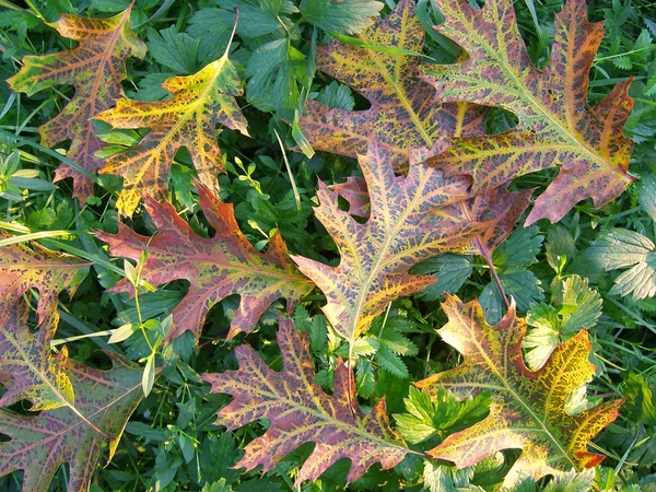 Listí z dubu trávě — Stock fotografie