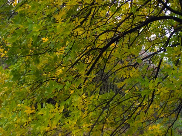 Podzimní větvička — Stock fotografie
