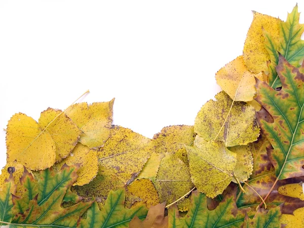 Осенний фон — стоковое фото