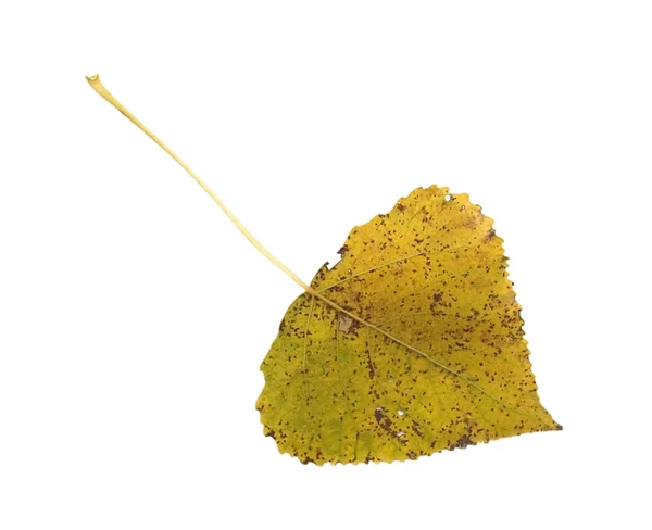 Осенний лист 14 — стоковое фото