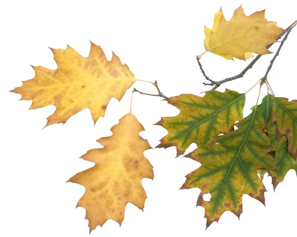 Осенний лист 15 — стоковое фото