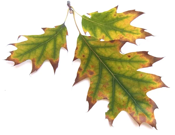Autumn leaf 17 — Stock Photo, Image