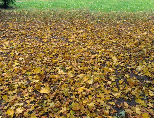 Herbstliches Gefälle (1) — Stockfoto