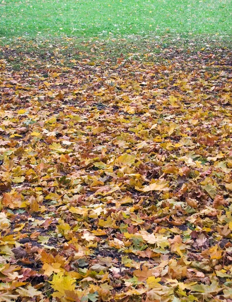 Herbstliches Gefälle (2) — Stockfoto