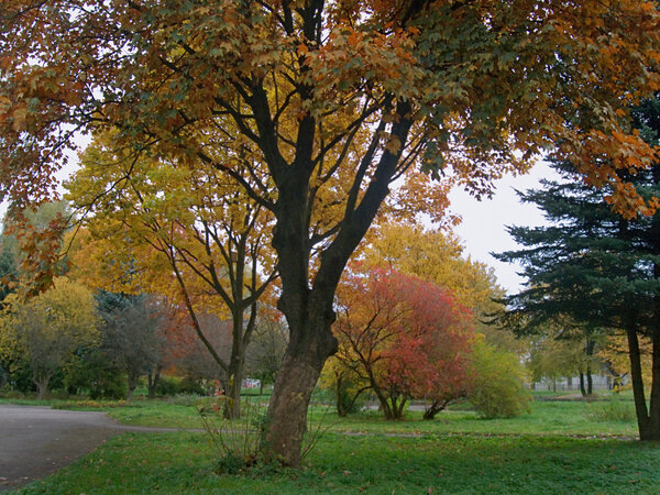 Colourful autumn park in a Lviv Sity (Ukraine)