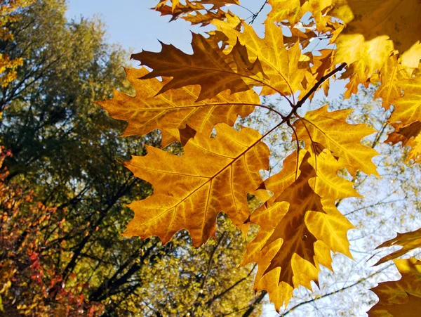 Oak leafs — Stock Photo, Image
