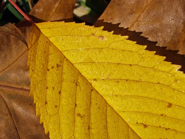 Осенний лист (18) ) — стоковое фото
