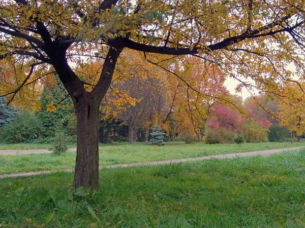 Φθινοπωρινό πάρκο — Φωτογραφία Αρχείου