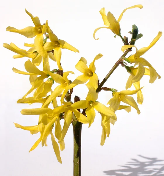 Yellow twig — Stock Photo, Image