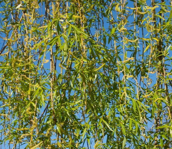 Кицька willow фону — стокове фото