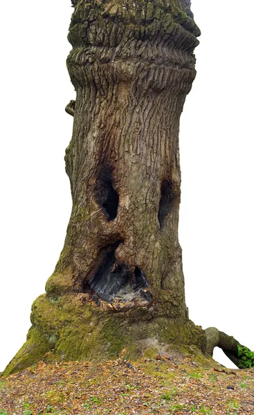 Wood-goblin — Stock Photo, Image
